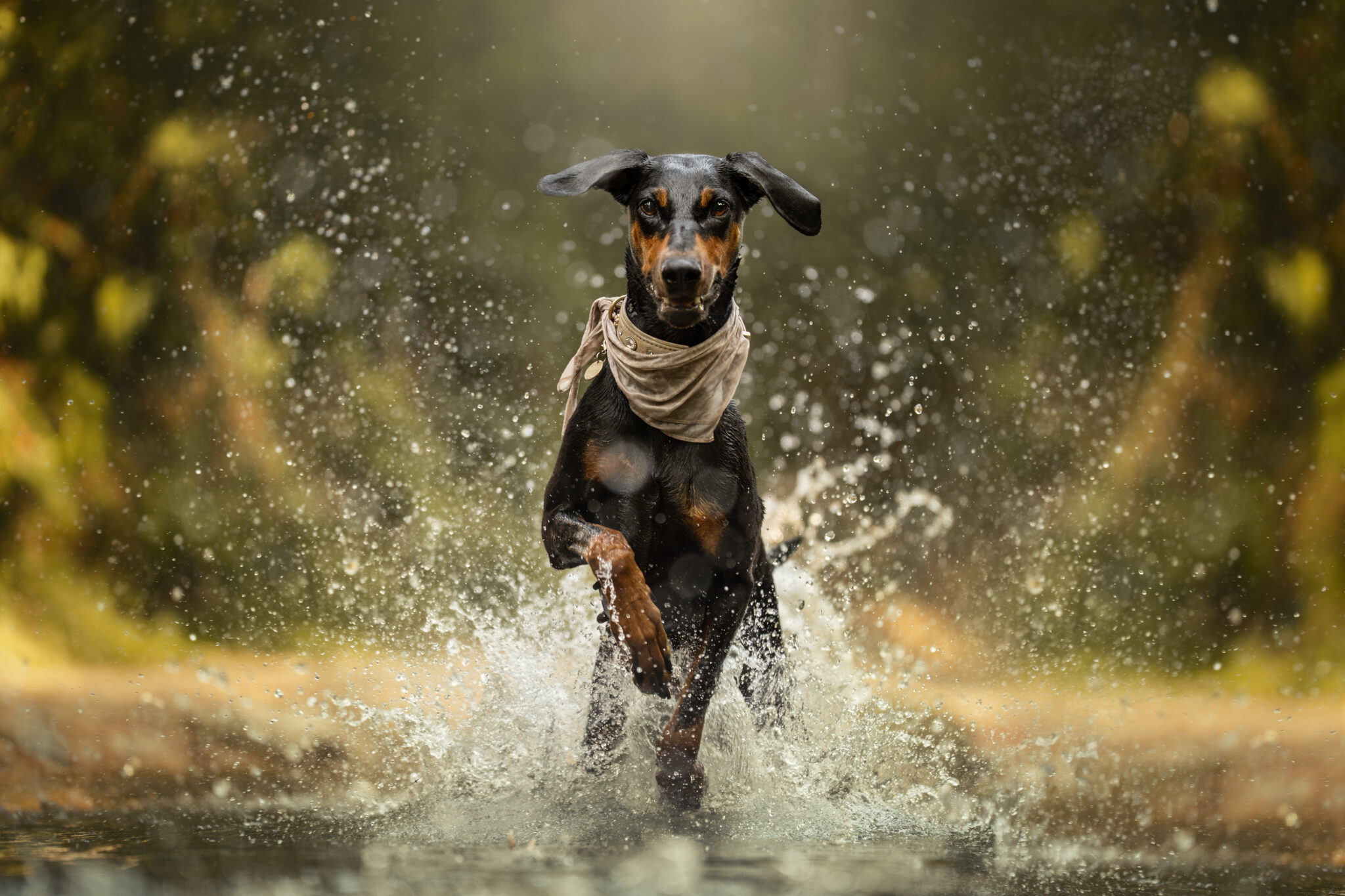 Dobermann mit Bandana bei einem Tiershooting, Wasser spritzt, grüner Hintergrund, Sonnenlicht.