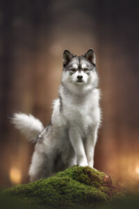 Flauschiger Husky beim Tiershooting, blickt nach vorne, während der Wald warm leuchtet.