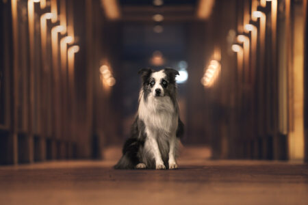 Ein Tierfotograf liebt Border Collies, erstellt Tiershooting mit Lichtakzenten.
