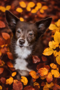 Der Tierfotograf liebt Tiershootings mit bunten Herbsthunde-Motiven.