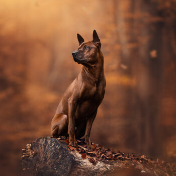 Ein brauner Hund sitzt aufmerksam, festgehalten vom geschickten Tierfotografen.