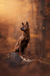 Ein brauner Hund sitzt aufmerksam, festgehalten vom geschickten Tierfotografen.