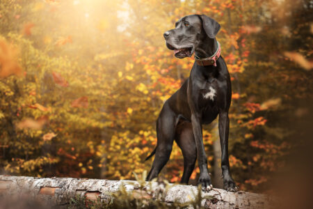 Hundefotograf fängt herbstliches Tiershooting im Wald mit schwarzem Hund ein.