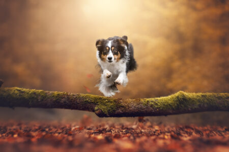 Hundefotograf fängt Tiershooting ein: Hund springt über bemoosten Baumstamm.