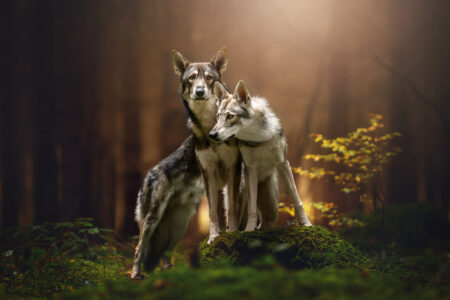Das Tiershooting im Wald war ein magischer Augenblick für den Hundefotografen.