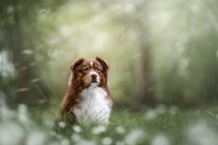 Tierfotograf liebt Tiershooting: Brauner Hund im magischen, sonnigen Wald.
