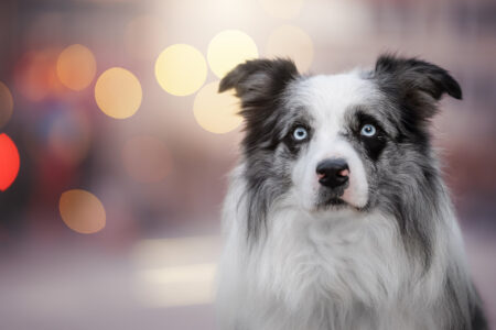 Hundefotograf fängt Tiershooting: Border Collie mit blauem Blick, Bokeh Hintergrund.
