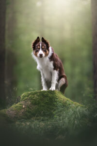 Ein Tierfotograf macht Tiershooting: Hund steht auf moosbedecktem Baumstamm.
