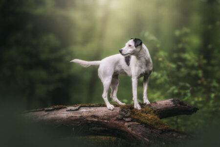 Hundefotograf betrachtet Tiershooting im Wald, Hund betont aufmerksam auf Baumstamm.