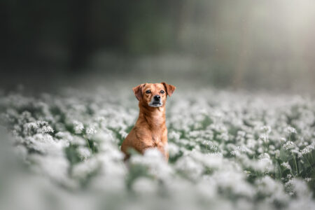 Ein Tiershooting zeigt einen Hund im Blütenmeer, Fotograf: Hundefotograf.