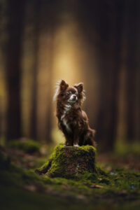 Tiershooting im Wald bietet perfekte Szenerie für Hundefotografen.