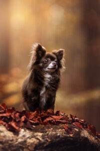 Ein Tierfotograf schießt beim Tiershooting Fotos im herbstlichen Blätterwald.
