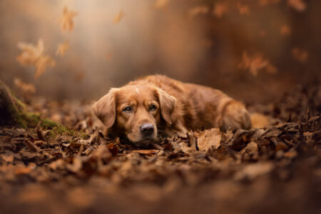 Tierfotograf fängt Golden Retriever beim Tiershooting in Herbstlandschaft ein.