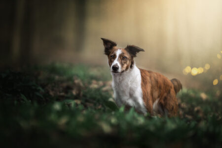 Tiershooting im Wald: Hundefotograf fängt Hund in magischem Licht ein.