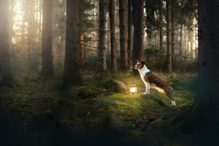 Ein Hundefotograf fängt das Tiershooting im mystischen Wald perfekt ein.