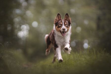 Tiershooting im Wald: Hundefotograf fängt glücklichen Hund in Bewegung ein.