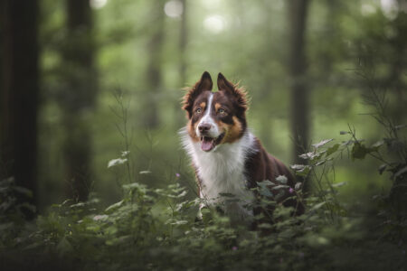 Tierfotograf fängt ein Tiershooting mit braun-weißem Hund im Wald ein.