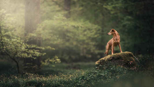 Ein Tiershooting zeigt braunen Hund auf moosigem Felsen im Sonnenlicht.