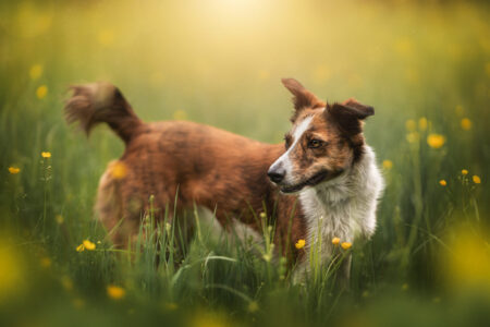 Braun-weißer Hund in Wildblumen; Tiershooting fängt goldenen, warmen Glanz ein.