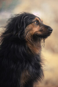 Tiershooting zeigt eleganten Hundeblick. Tierfotograf meisterte Wind und Weichheit.