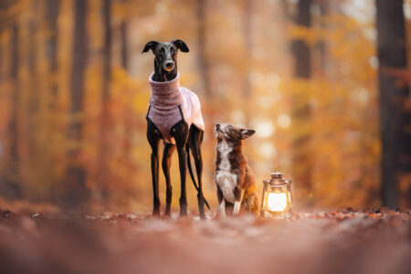 Tiershooting im Herbstwald: Warme Laterne, differenzierte Hundeaufnahmen vom Tierfotografen.