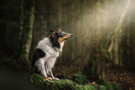 Hundefotograf begeistert von Tiershooting: Collie träumerisch im Waldlicht.
