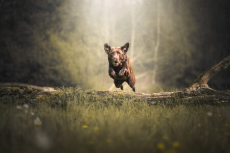 Tiershooting zeigt braunen Hund beim Springen im Sonnenlicht, Hundefotograf begeistert.