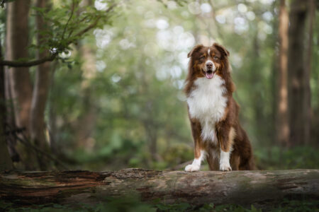 Tiershooting im Wald: Hundefotograf fängt glücklichen Hund ein.