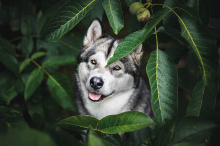 Tierfotograf fängt Husky mit Tiershooting: Augen neugierig, Zunge draußen.
