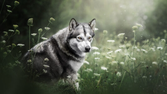 Ein Hundefotograf inszeniert Tiershooting: Wolf auf wildblumenreicher Wiese.
