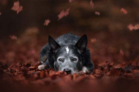 Tiershooting im Herbst: Hundefotograf fängt den perfekten Augenblick ein.