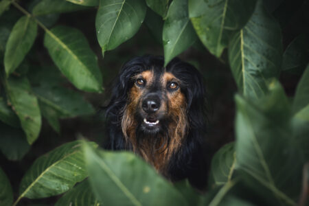 Tiershooting mit Hund: Blätterrahmen, neugierig durch Lücke, beeindruckend!.