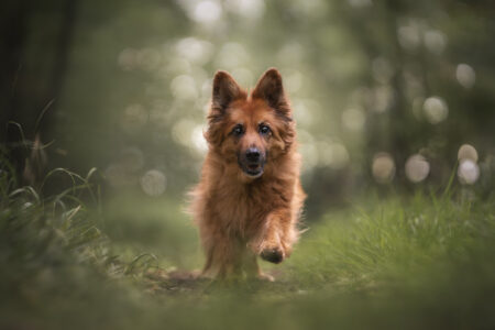 Der Hundefotograf fängt ein Tiershooting im grünen Wald. Flauschiger Hund!.