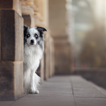 Ein Hundefotograf fängt beim Tiershooting blaue Hundeaugen perfekt ein.