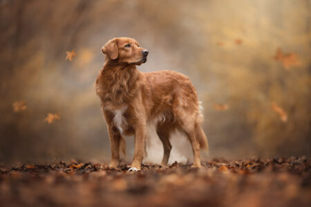 Golden Retriever im Tiershooting, umgeben von Herbstblättern. Perfekte Aufnahme!.