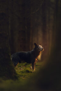 Der Tierfotograf meisterte das Tiershooting im Wald mit perfektem Licht.