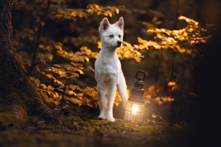 Ein Tiershooting zeigt weißen Hund im Herbstwald; warme Laternenbeleuchtung.