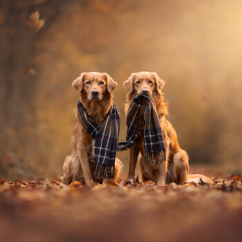 Zwei goldene Retriever im Herbstwald, perfekt für einen Tiershooting-Moment.