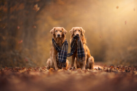 Zwei goldene Retriever im Herbstwald, perfekt für einen Tiershooting-Moment.