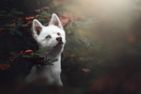 Ein Tierfotograf fängt das Tiershooting magisch im Wald ein.