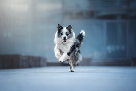 Der Tierfotograf fängt beim Tiershooting den dynamischen Hund perfekt ein.