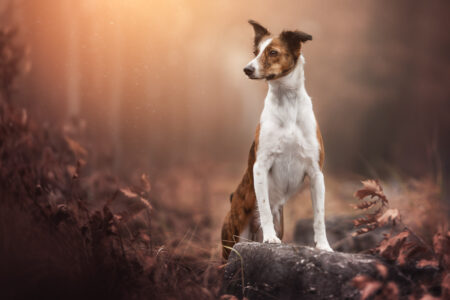 Der Hundefotograf genießt ein herbstliches Tiershooting mit einem aufmerksamen Hund.