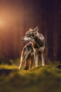 Magischer Wald, Tiershooting: Einsamer Wolf schaut verträumt zur Seite.