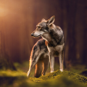 Magischer Wald, Tiershooting: Einsamer Wolf schaut verträumt zur Seite.