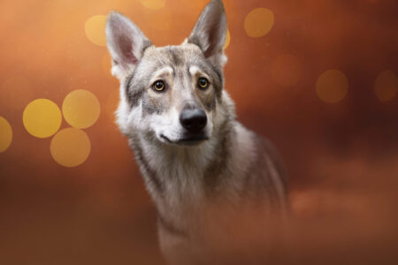 Wolfsähnlicher Hund im Tiershooting von Hundefotograf; mystische Atmosphäre, heiterer Blick.