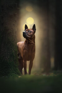Ein Hundefotograf macht ein schönes Tiershooting im nebligen Wald.