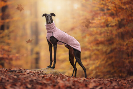 Tierfotograf fängt eleganten Hund im pinken Pullover beim Tiershooting auf Felsen ein.