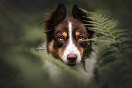 Fotowalk Stuttgart - Hundefotoshooting Stuttgart - Hundefotograf