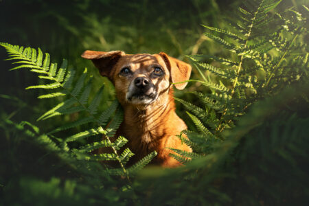 Tierfotograf fängt beim Tiershooting kleine, braune Hunde zwischen grünen Farnen ein.