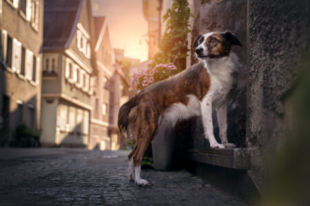 Tiershooting mit braun-weißem Hund auf Türstufe, Tierfotograf fängt Sonnenlicht ein.